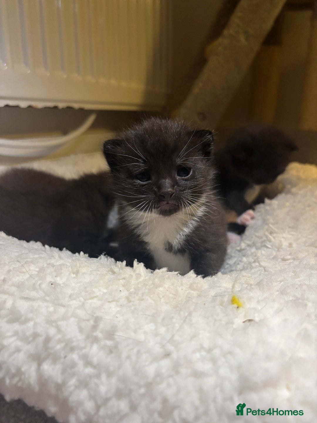 Mixed Breed cats for sale: 3 male tuxedo kittens  - Image 3