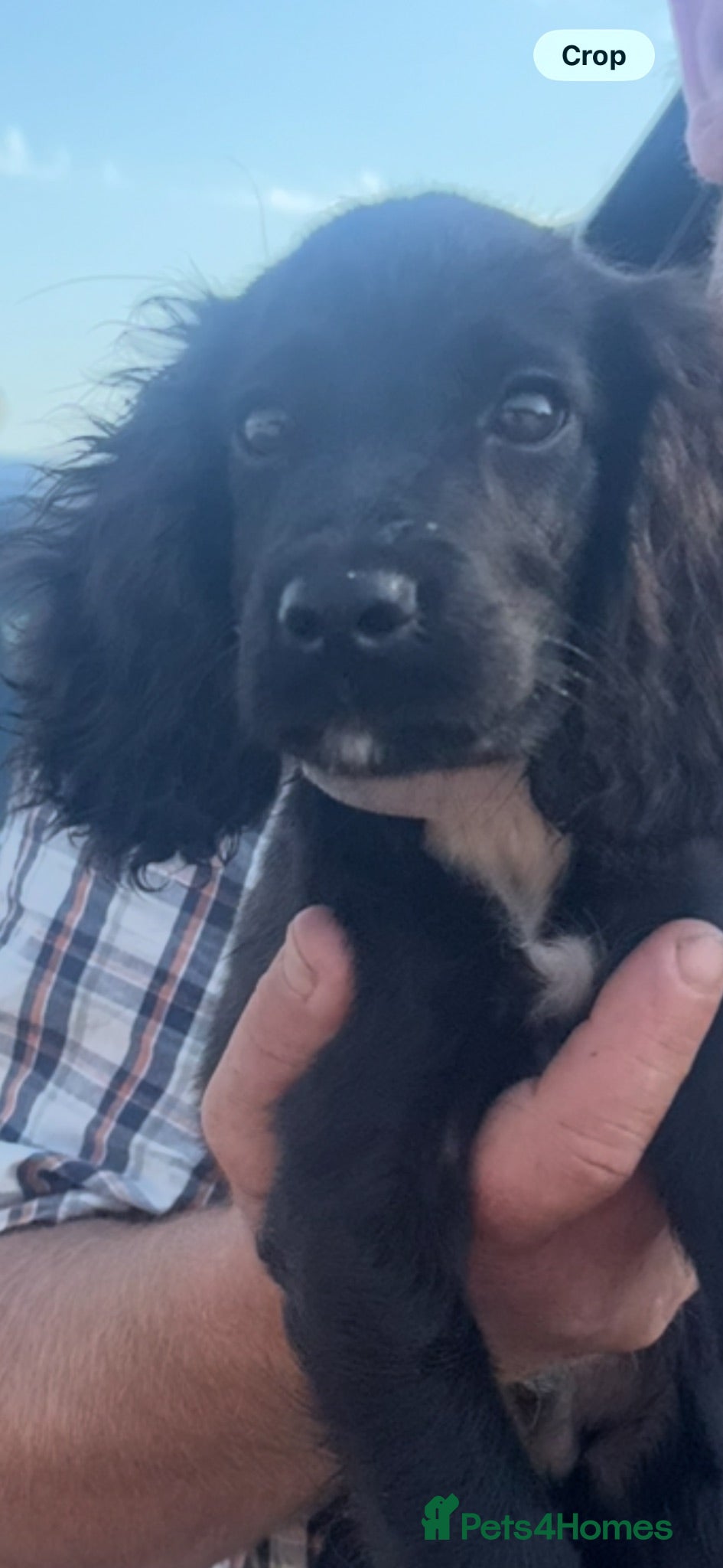 Cocker Spaniel dogs Cocker spaniel boy  - Advert 17