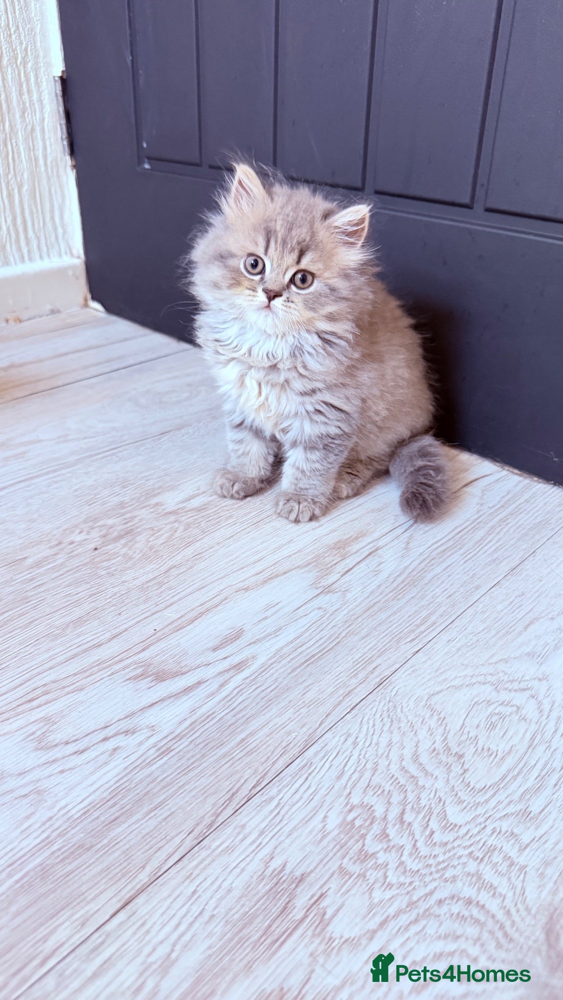 Scottish Fold cats Scottish straight kittens  - Advert 1