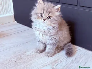 Scottish Fold cats Scottish straight kittens - Advert 1