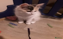 Ragcoon cats for sale: FINAL REDUCTION £300  Stunning, chunky ragcoons  - Image 20