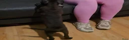 Mixed Breed dogs for sale: Tibetan Mastiff Crossbreed Pups - Advert 19