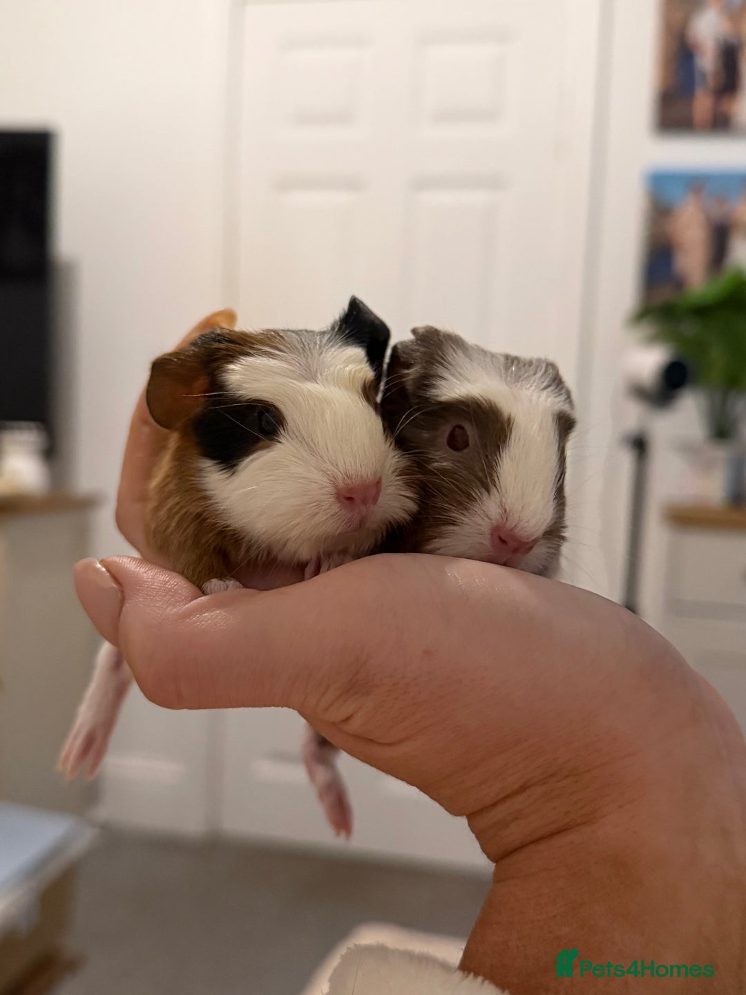 Guinea Pig rodents for sale: Pair of boar (male) guinea pigs  - Advert 2