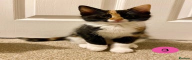 Kitten 3
