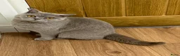British Shorthair cats for sale: 🌈 🏆 supreme champion 💙BSH 🏆 🧸 - Advert 8