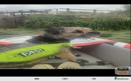 Border Terrier dogs for stud: Cool as a cucumber, Fab pedigree  - Image 1