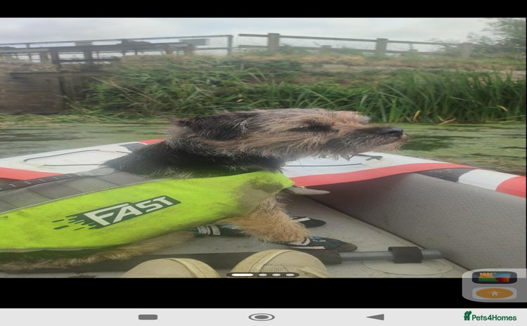 Border Terrier dogs - Advert 1