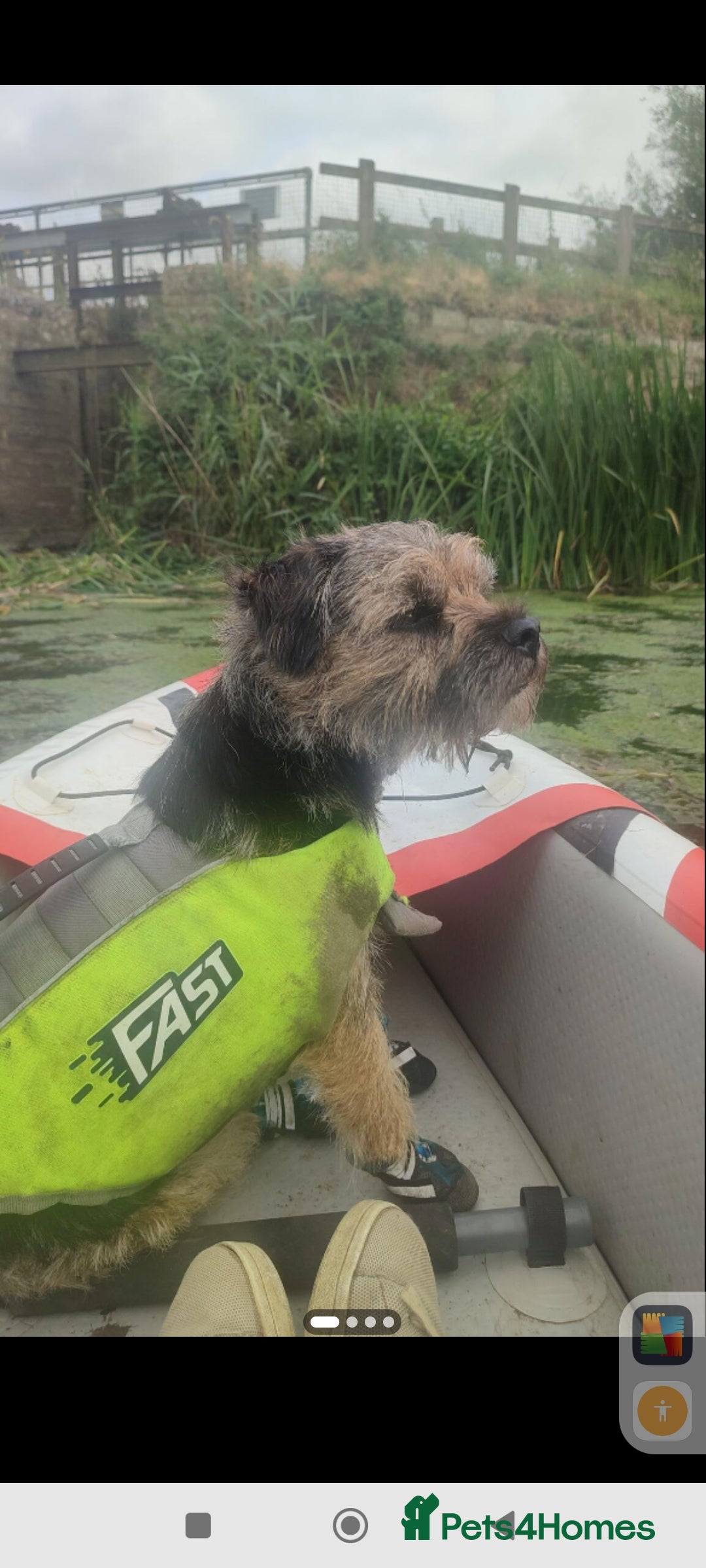 Border Terrier dogs for stud: Cool as a cucumber, Fab pedigree  - Image 1