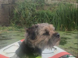 Border Terrier dogs - Advert 28