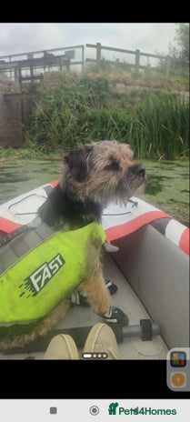 Border Terrier dogs - Advert 1