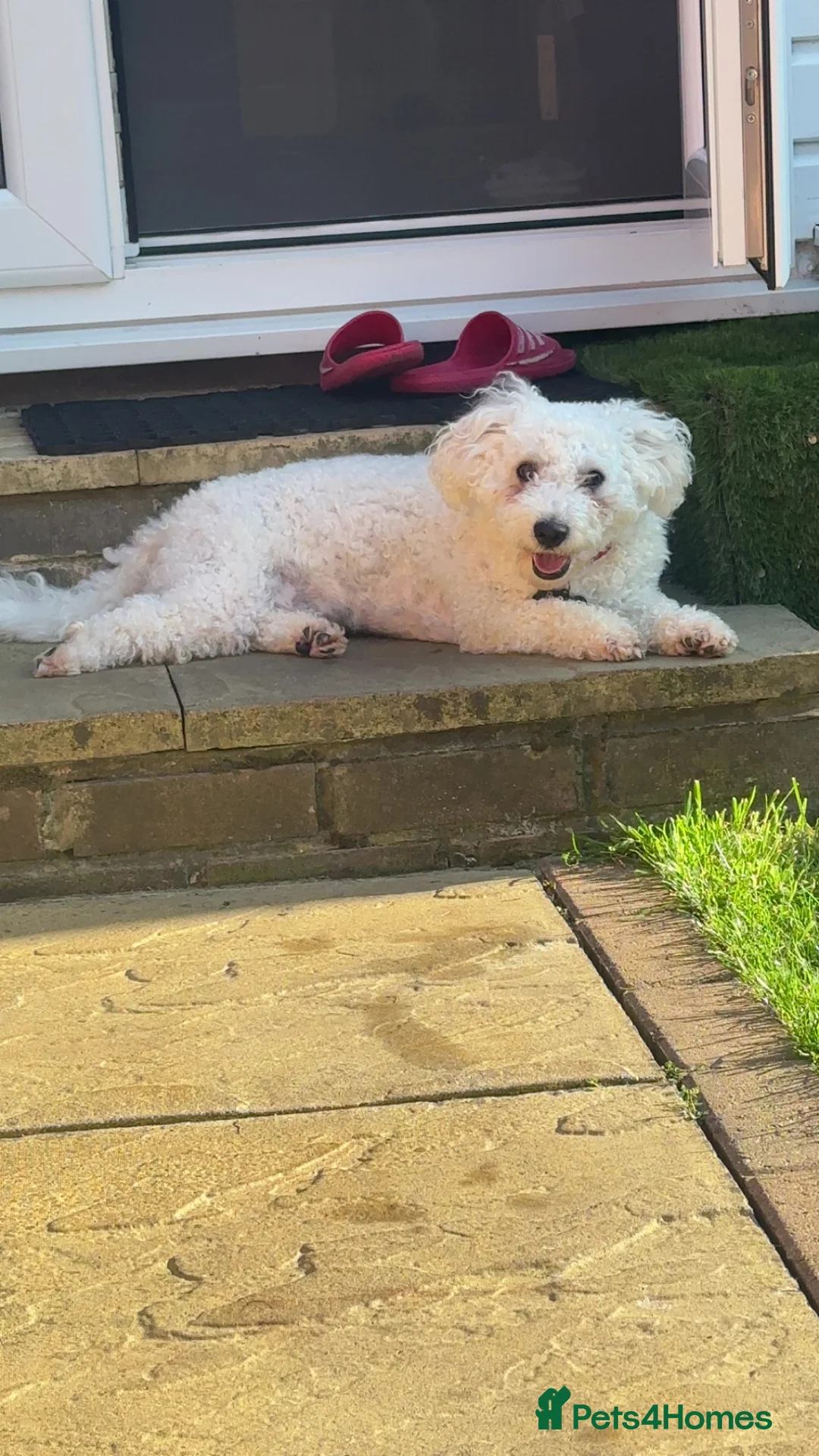 Bichon Frise dogs for sale: Rocky  in Reading - Advert 2