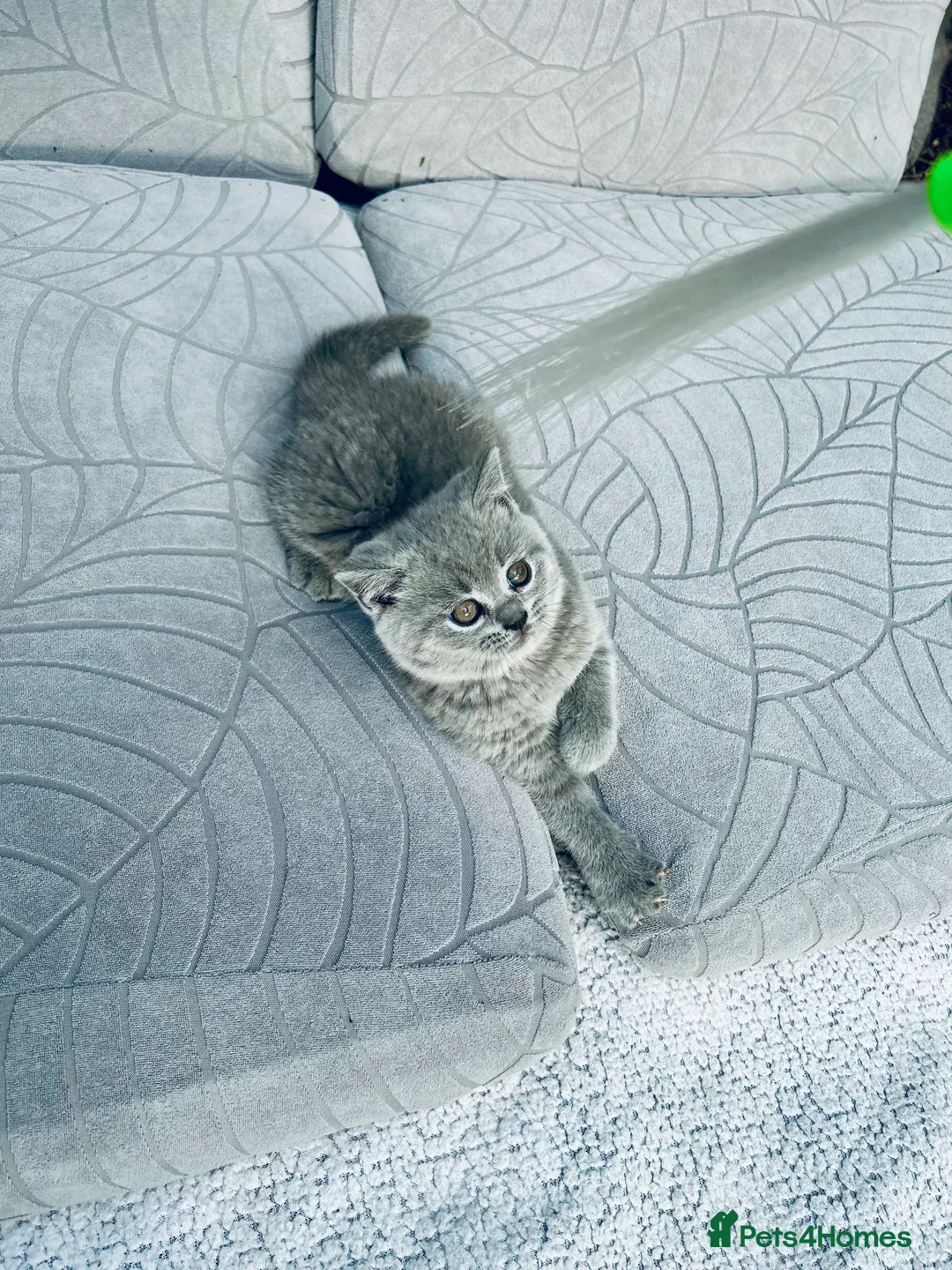 British Shorthair cats for sale: Beautiful British Shorthair Kittens - Boy & Girl in Wallsend - Advert 4