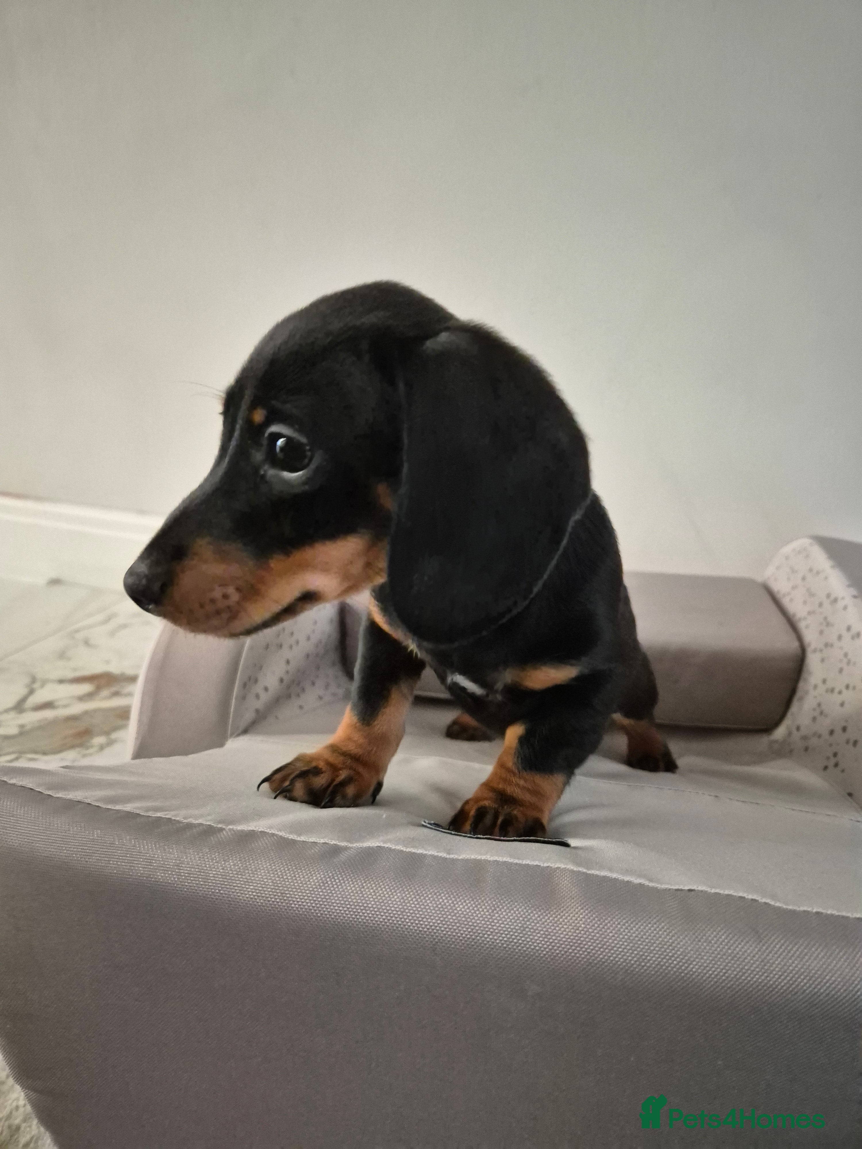 Dachshund dogs 💙 Miniature Dachshund Boy!💙 - Advert 15