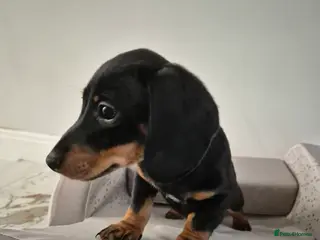 Dachshund dogs 💙 Miniature Dachshund Boy!💙 - Advert 15