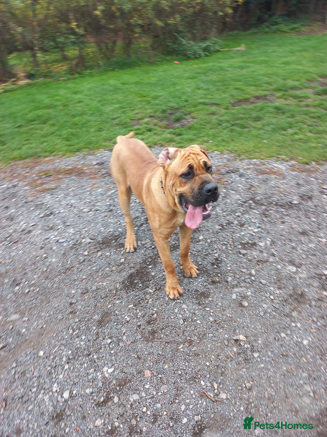 Cane Corso dogs for sale: 9 month old Cane corso - Advert 2