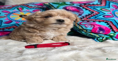 Maltipoo dogs - Advert 8