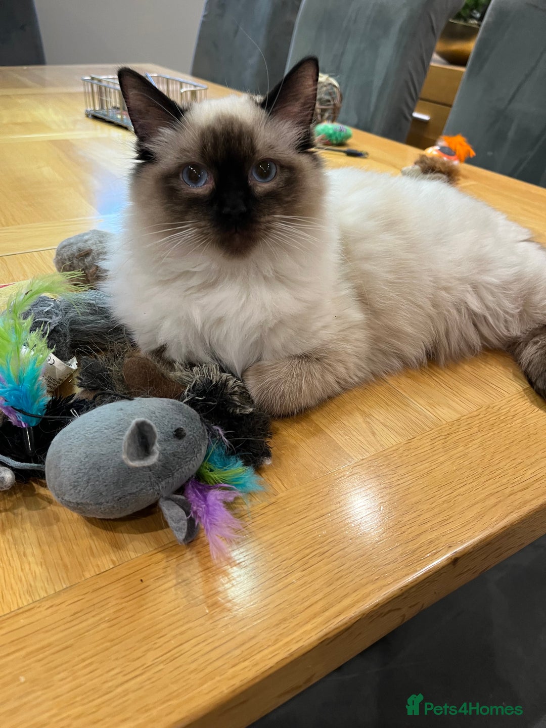 Ragdoll cats for sale: Luxury Pedigree - Seal Point Ragdoll GCCF Girl - Advert 4