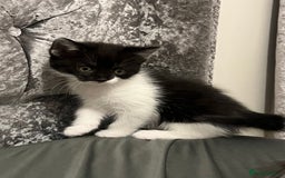British Longhair cats for sale: Gorgeous fluffy kittens looking for forever home - Image 31