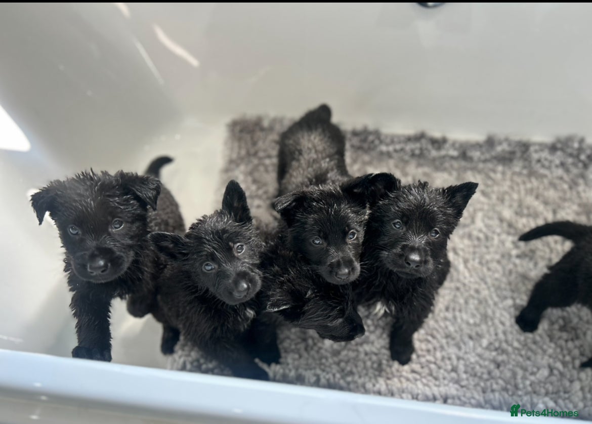 German Shepherd dogs BLACK GSD PUPPIES  - Advert 1