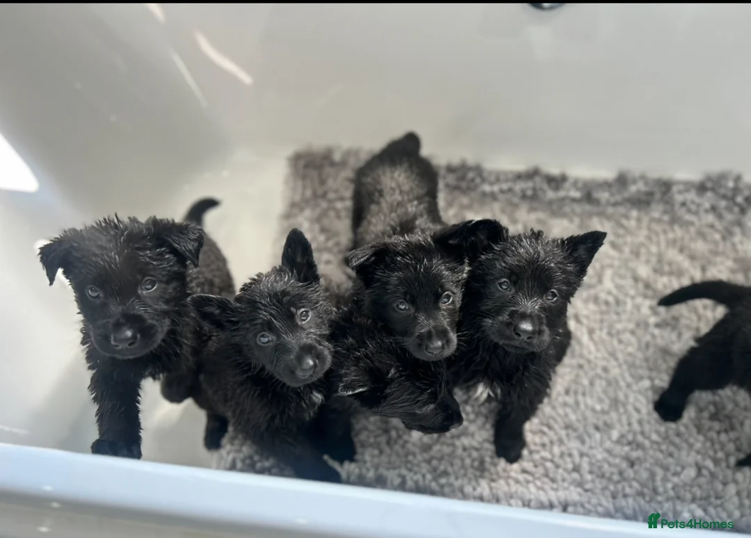 German Shepherd dogs for sale: BLACK GSD PUPPIES  in Rugby - Advert 2