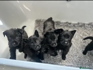German Shepherd dogs BLACK GSD PUPPIES - Advert 6