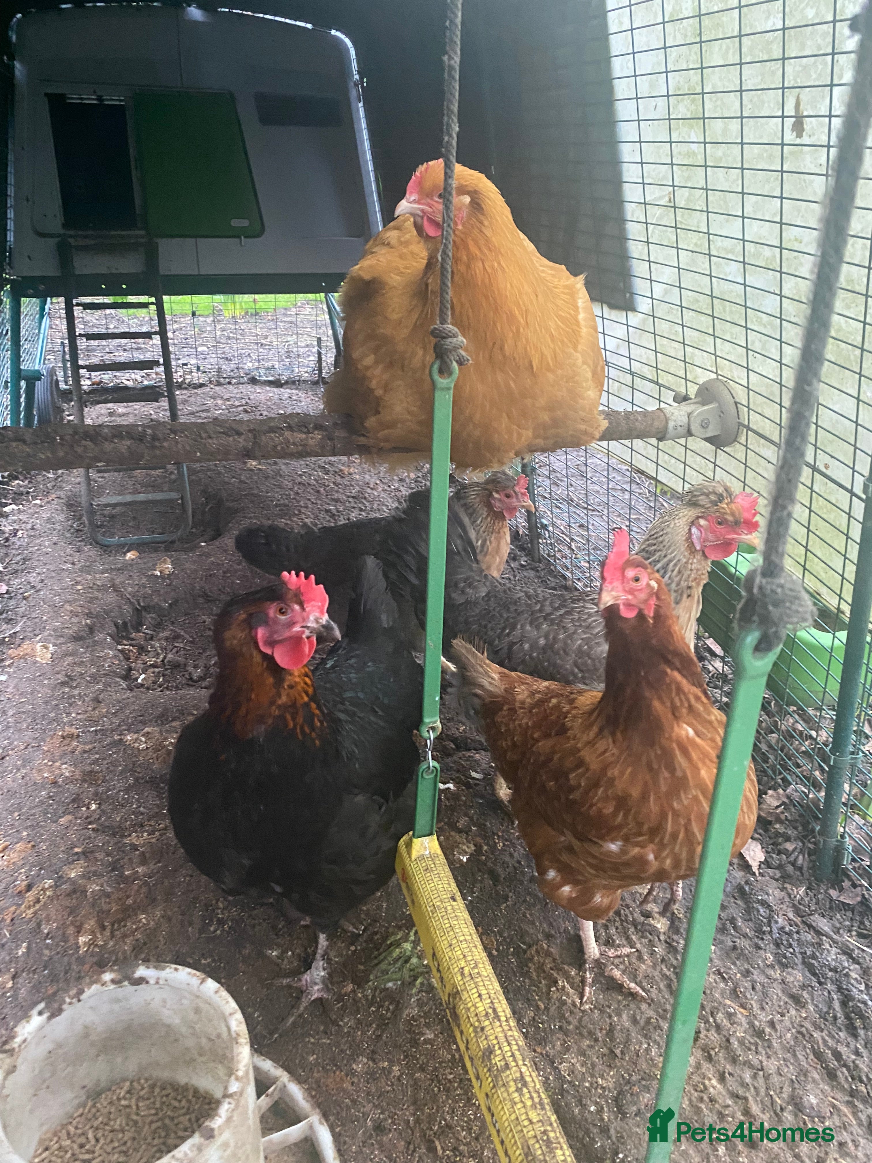 Chickens poultry  Buff orpington/cream legbar/hybrid/copper maran - Advert 1