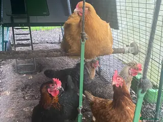 Chickens poultry Buff orpington/cream legbar/hybrid/copper maran - Advert 13