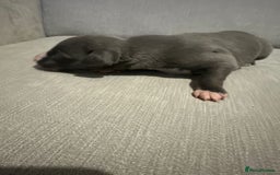 Whippet dogs for sale: Whippet Puppies  - Advert 9