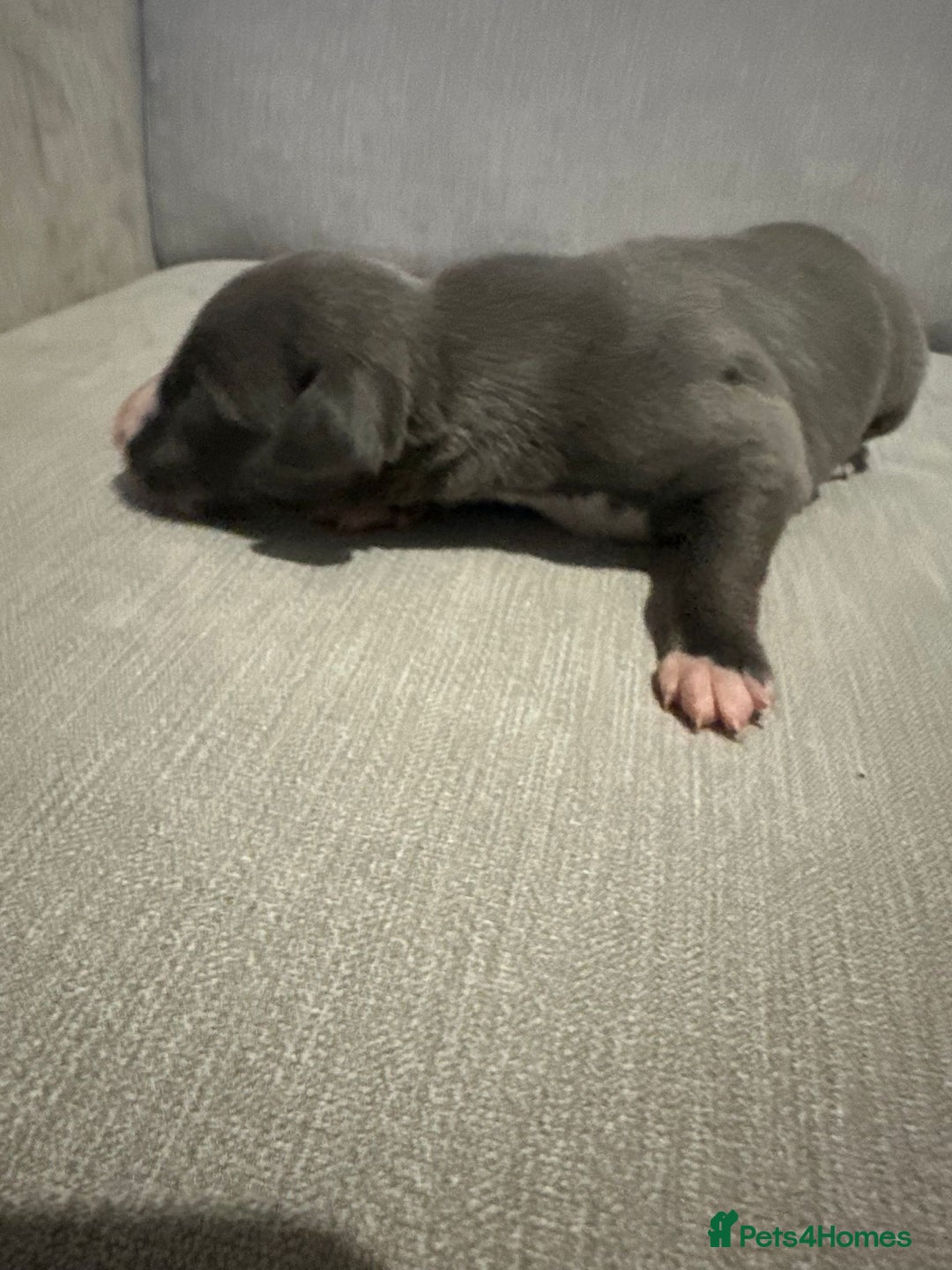 Whippet dogs for sale: Whippet Puppies  - Advert 9