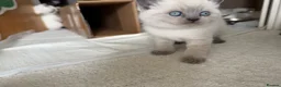 British Shorthair cats for sale: Britishshort hair Pedigree Kittens | DNA Clear  - Advert 19
