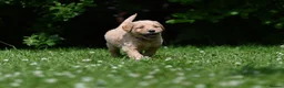 Goldendoodle dogs for sale: Quality Health Tested Goldendoodles - Advert 12