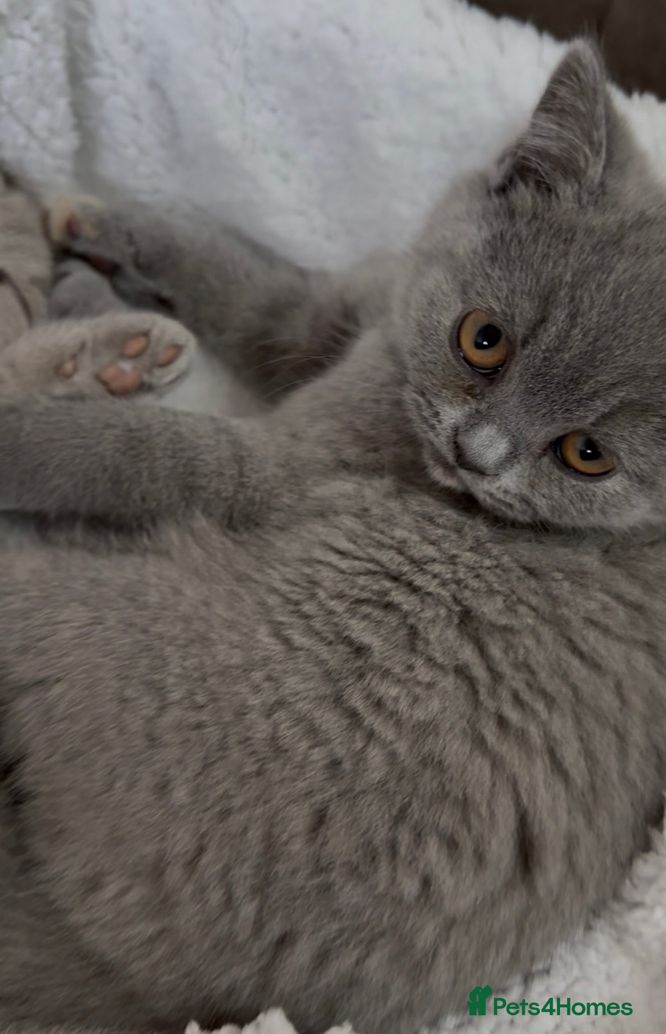 British Shorthair cats READY NOW 🩷Blue Cream BSH Girl  🩷  - Advert 2