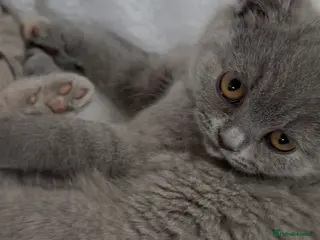 British Shorthair cats READY NOW 🩷Blue Cream BSH Girl 🩷 - Advert 2