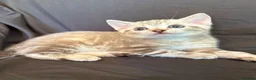 Bengal cats for sale: Stunning Snow Bengal Kittens - Advert 15
