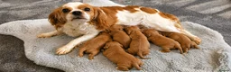 Cavapoo dogs for sale: Beautiful red cavapoo babies,ready to leave now - Advert 2