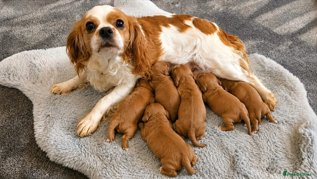 Cavapoo dogs for sale: Beautiful red cavapoo babies,ready to leave now - Advert 2