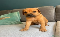 Mixed Breed dogs for sale: Puppies looking for forever homes 🏡 - Image 5
