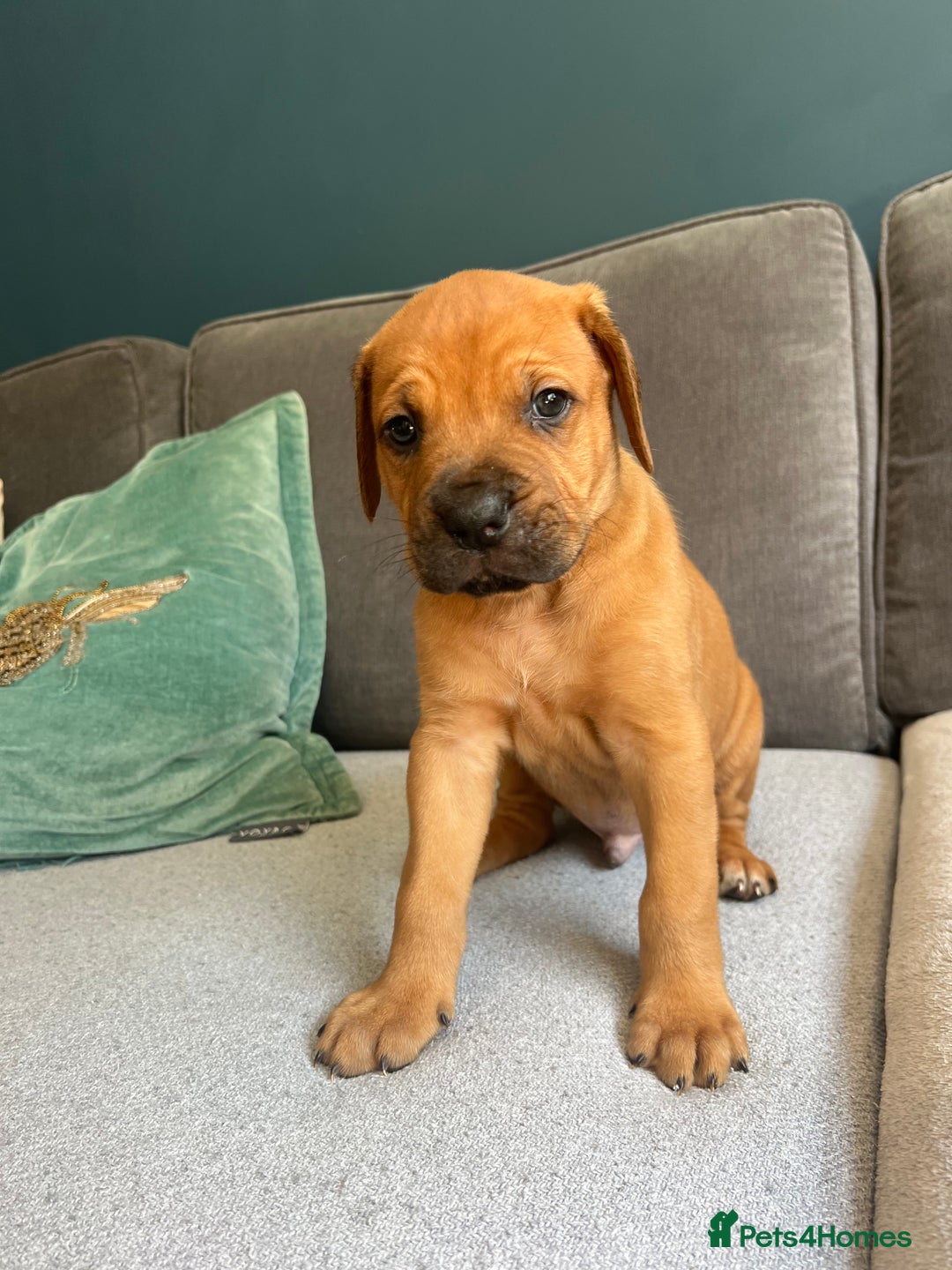 Mixed Breed dogs for sale: Puppies looking for forever homes 🏡 - Image 5