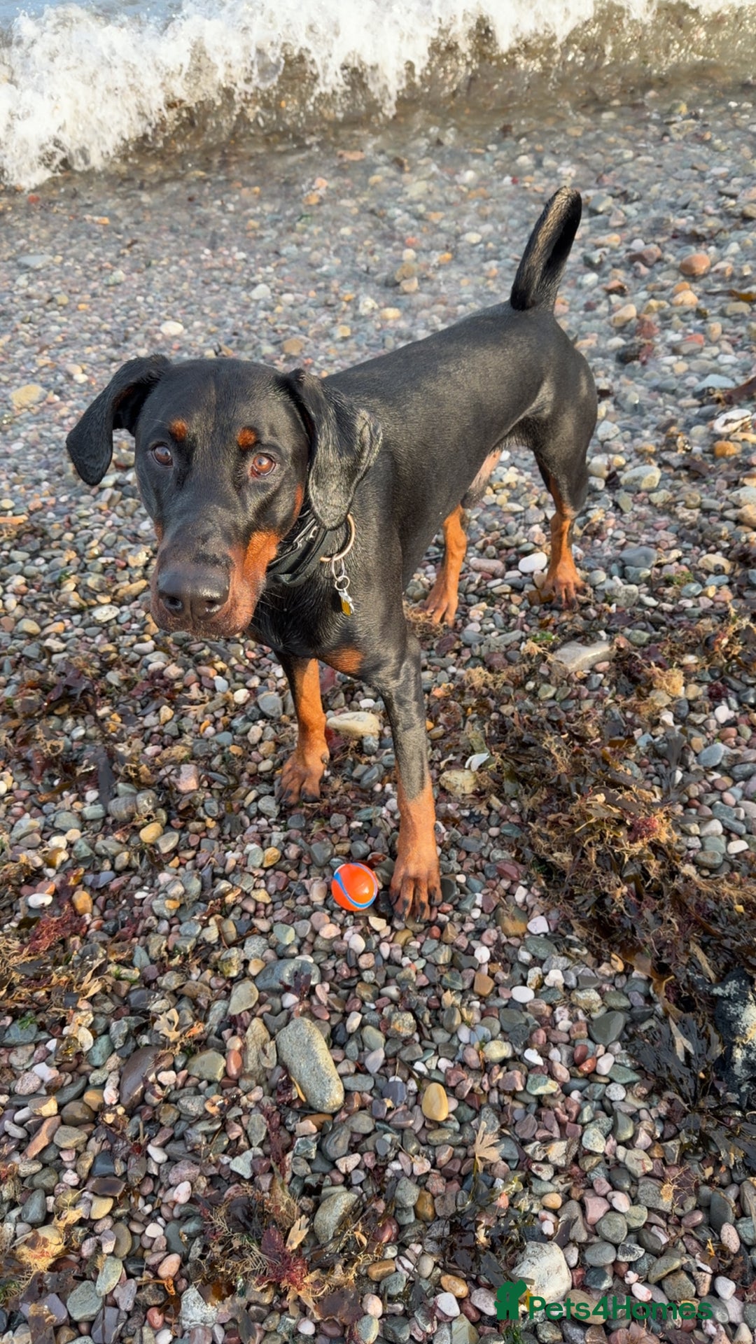 Dobermann dogs for stud: Doberman Stud Available - Advert 2