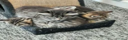 Mixed Breed cats for sale: Beautiful kittens - Advert 7