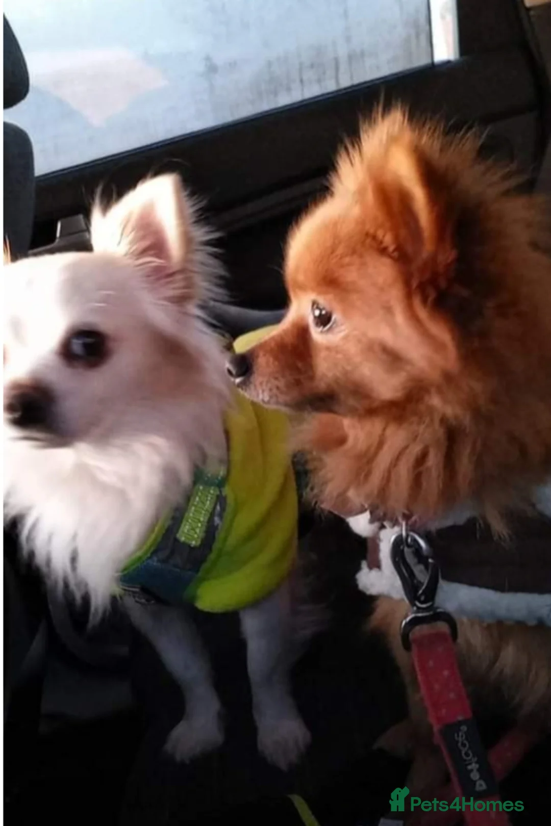 Pomchi dogs for sale: Pomchi puppies - Advert 27