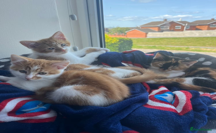 Domestic Shorthair cats - Advert 6