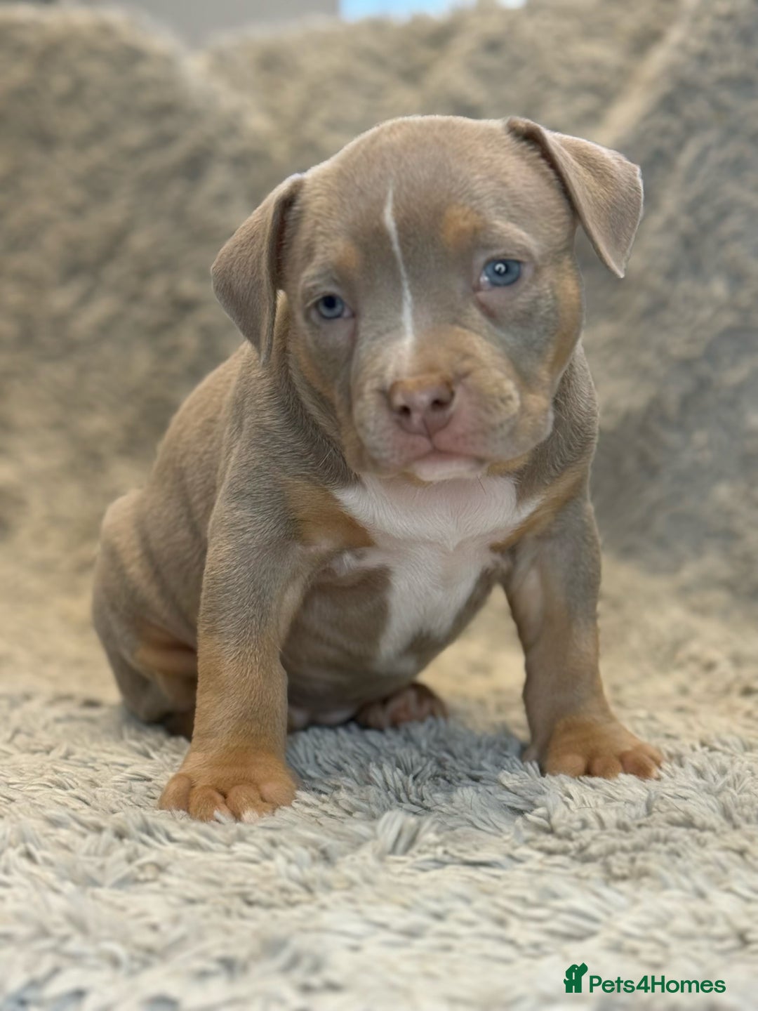 American Bully dogs for sale: 3 Quality American Pocket Bullies - Advert 9