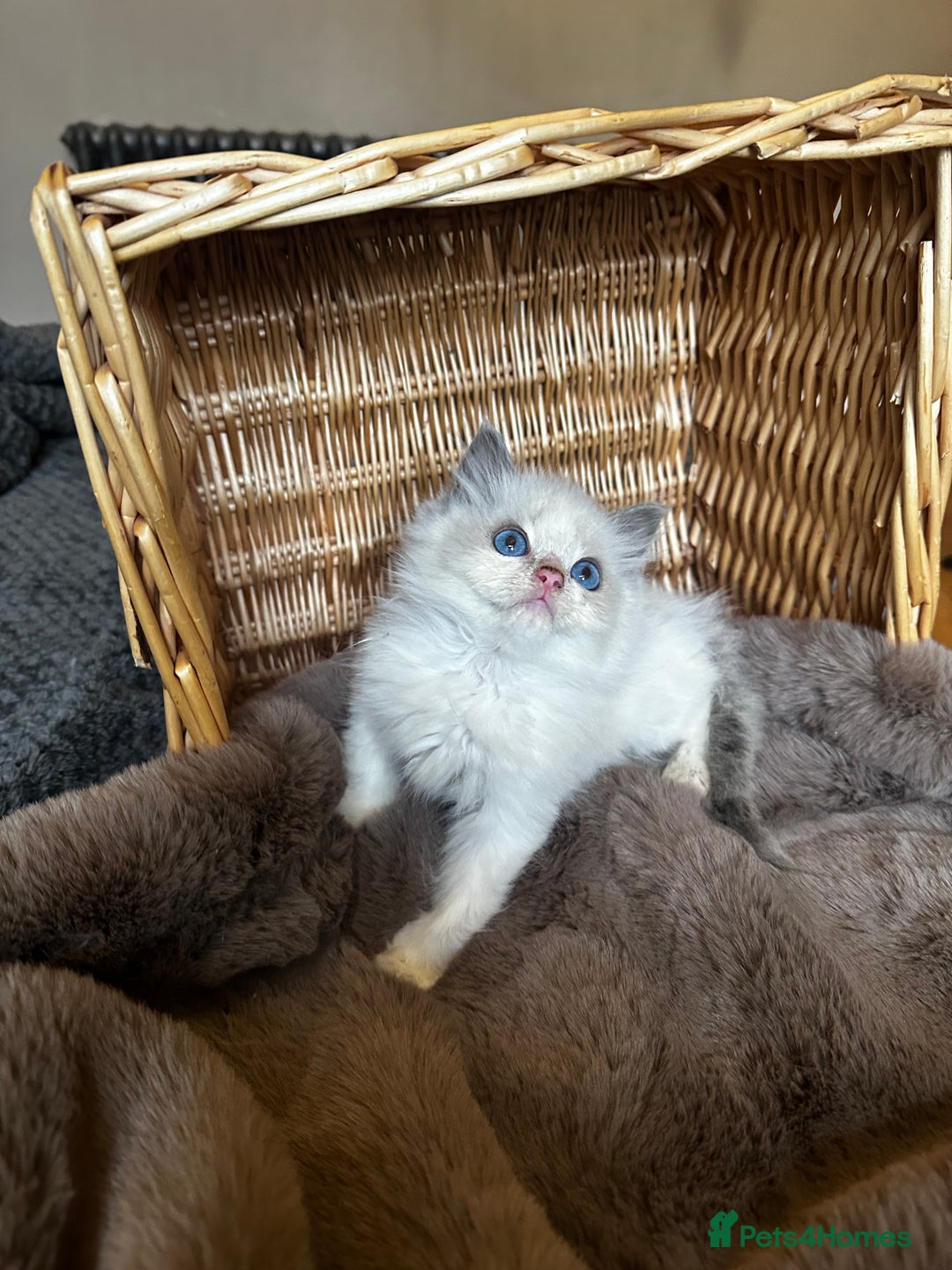 Ragdoll cats for sale: Lovely little Ragdoll bundle of joy  - Image 7