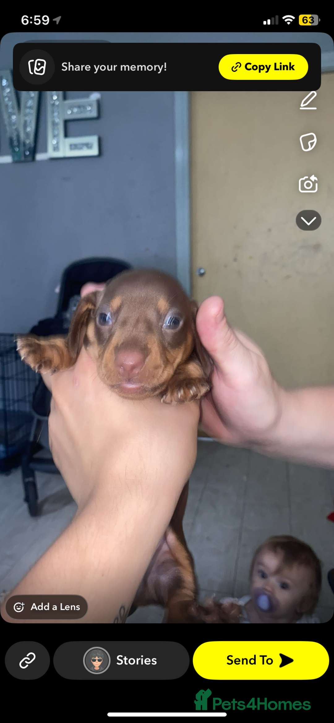 Miniature Dachshund dogs for sale: Miniature dachshund  in Oldham - Image 4