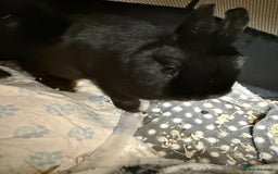 Dwarf Lop rabbits for sale: Black Dwaf Rabbits  - Image 3