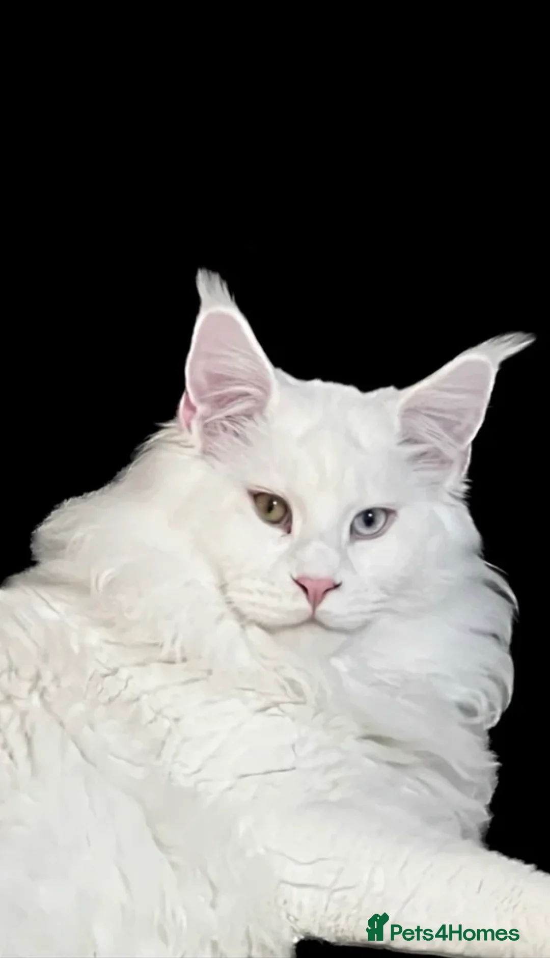 Maine Coon cats for stud: Pure white Maine coon stud  - Advert 6