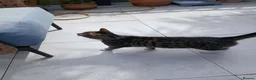 Mixed Breed cats for sale: Ziggy - Advert 4