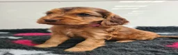 Cocker Spaniel dogs for sale: Sable Show Type Cocker Spaniels- KC reg - Advert 1