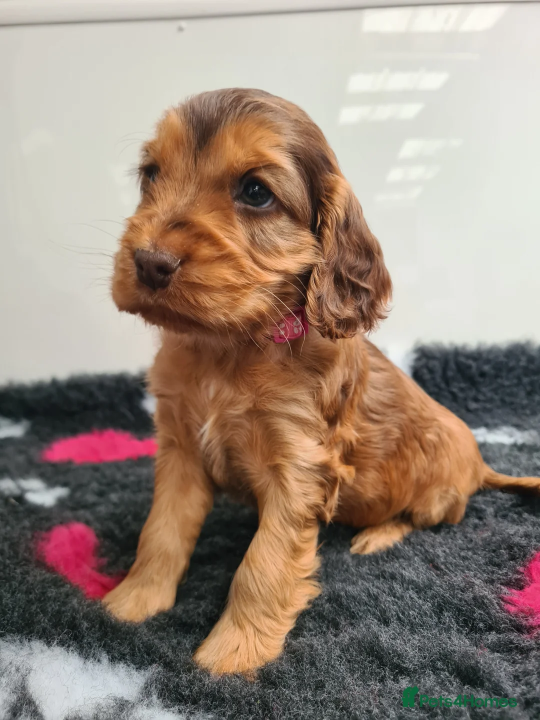 Cocker Spaniel dogs for sale: Sable Show Type Cocker Spaniels- KC reg - Advert 1